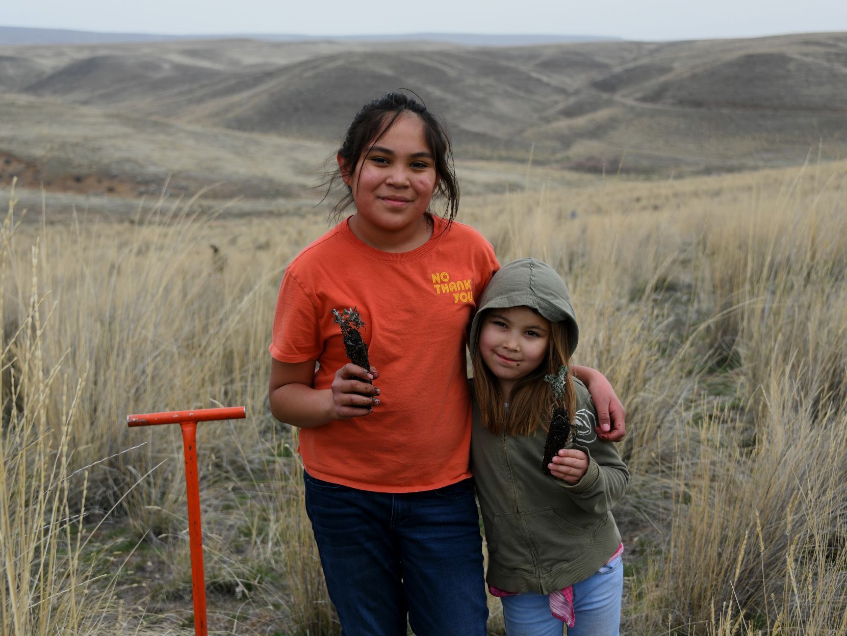 Sagebrush planting